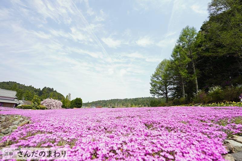 花のじゅうたん 三田市永沢寺 圧巻の一面に広がる芝桜 さんだのまわり