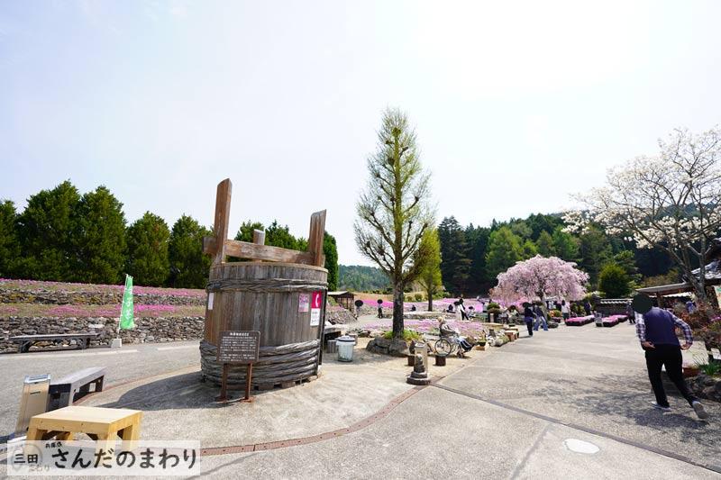 花のじゅうたん 三田市永沢寺 圧巻の一面に広がる芝桜 さんだのまわり