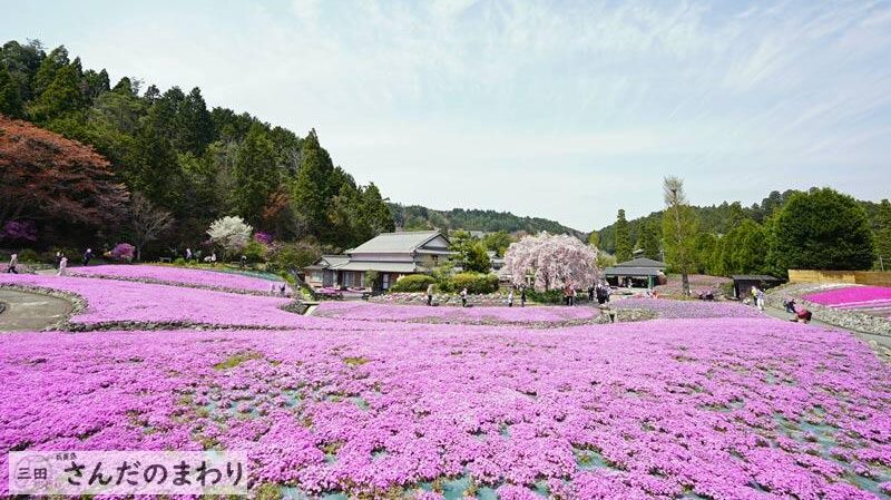 花のじゅうたん 三田市永沢寺 圧巻の一面に広がる芝桜 さんだのまわり